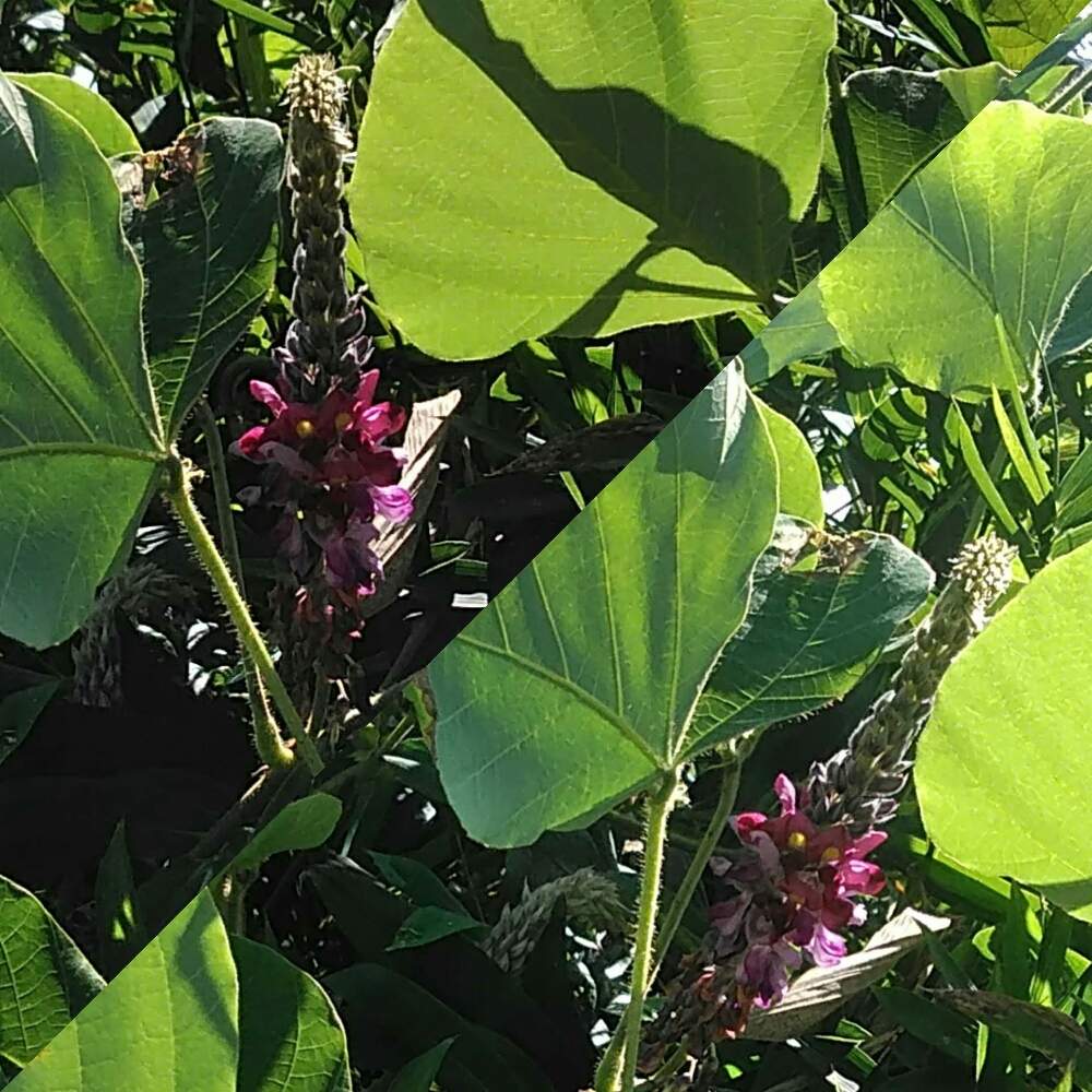 お出かけ先の画像 by A KEさん | お出かけ先とクズと水栽培と観葉植物好きと散歩と生花好きと三重県とドライフラワーアレンジと花のある暮らしと多肉植物好き