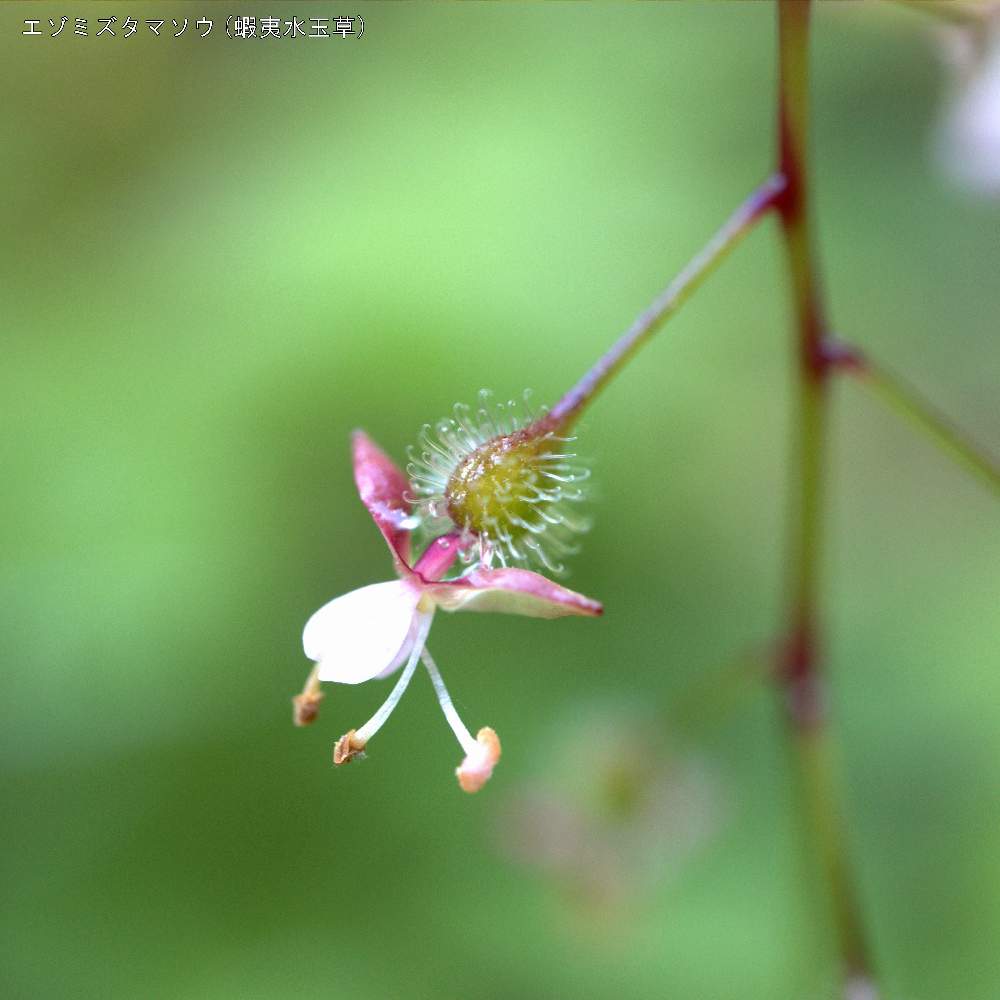 お出かけ先の画像 by Nyataro_55さん | お出かけ先とエゾミズタマソウと蝦夷水玉草とミズタマソウと多年草とアカバナ科とミズタマソウ属と安の滝