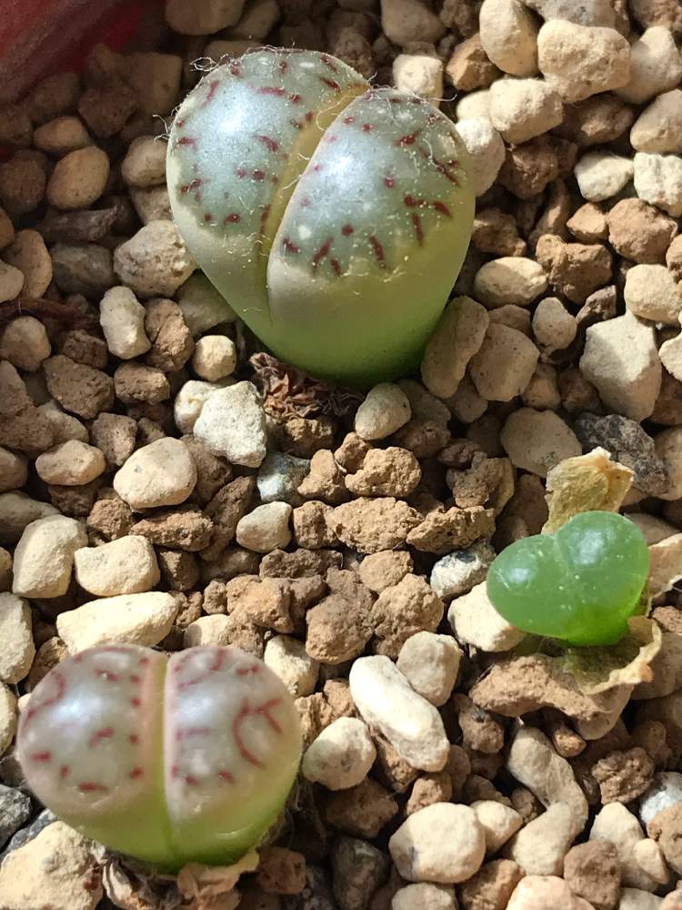 窓辺の画像 by cokeさん | 窓辺と多肉植物と冬型と元気と断水中とリトープス属