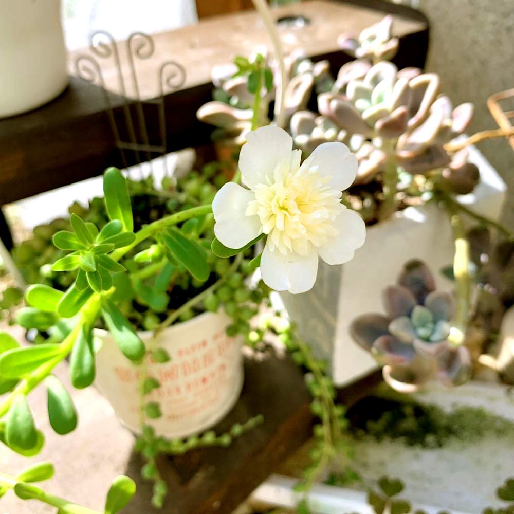 小さな庭の画像 by ゆきさんさん | 小さな庭と八重咲きポーチュラカと元気いっぱいと秋はすぐそこと多肉植物と増やしたい!とお気に入り♡と植中毒とナチュラルと八重咲きと多肉女子とタニラーと可愛いと花のある暮らし