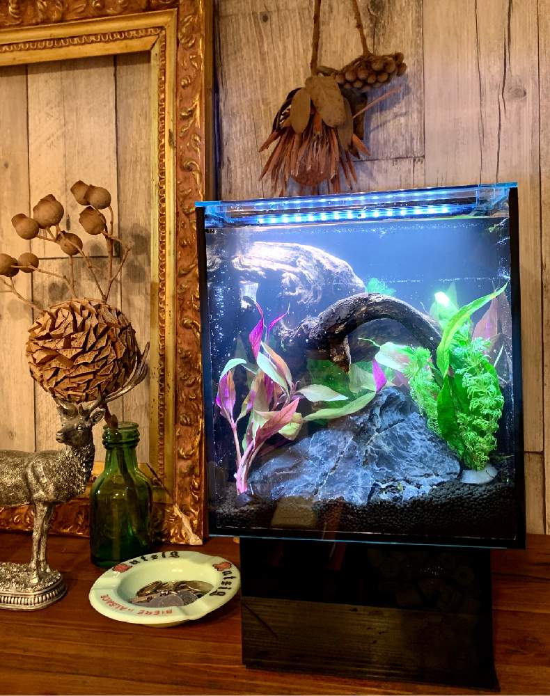 部屋の画像 by rottiさん | 部屋とプチ熱帯魚と水草水槽と癒しと水槽と熱帯魚と水草と魚の共存と水草と水草フォトコンと水草アート