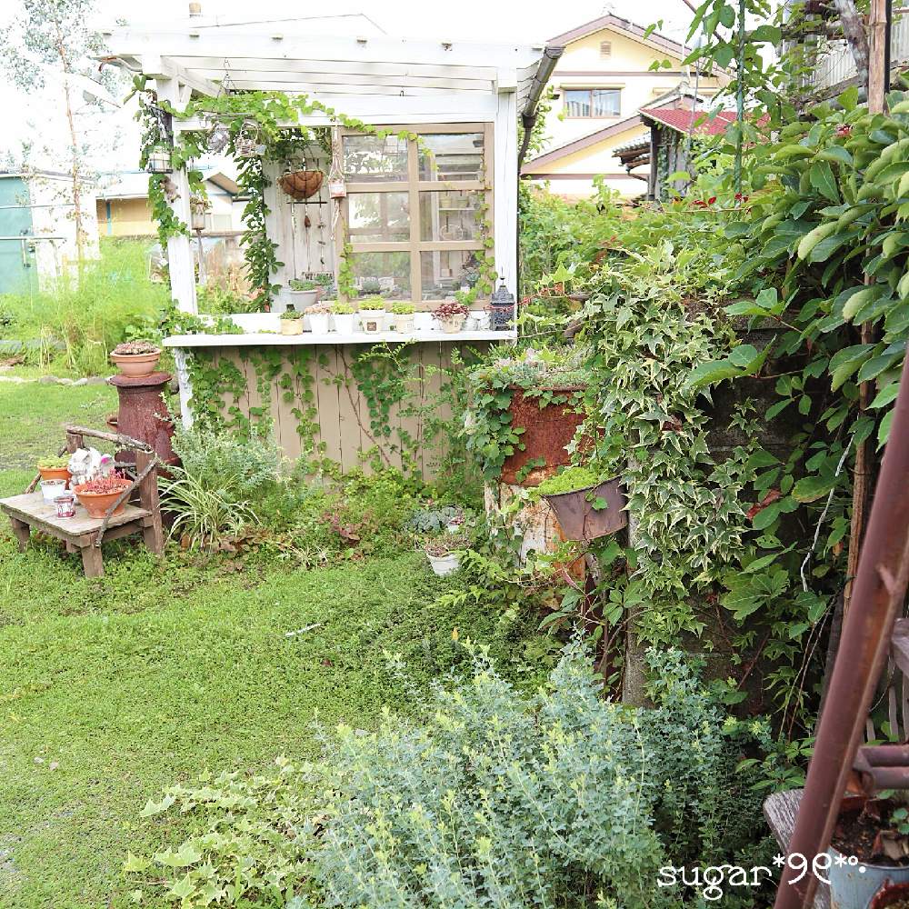 小さな庭の画像 by sugarさん | 小さな庭と多肉植物と多肉小屋と台風一過と手作り多肉小屋と多肉女子と花のある暮らしと葉っぱ好き