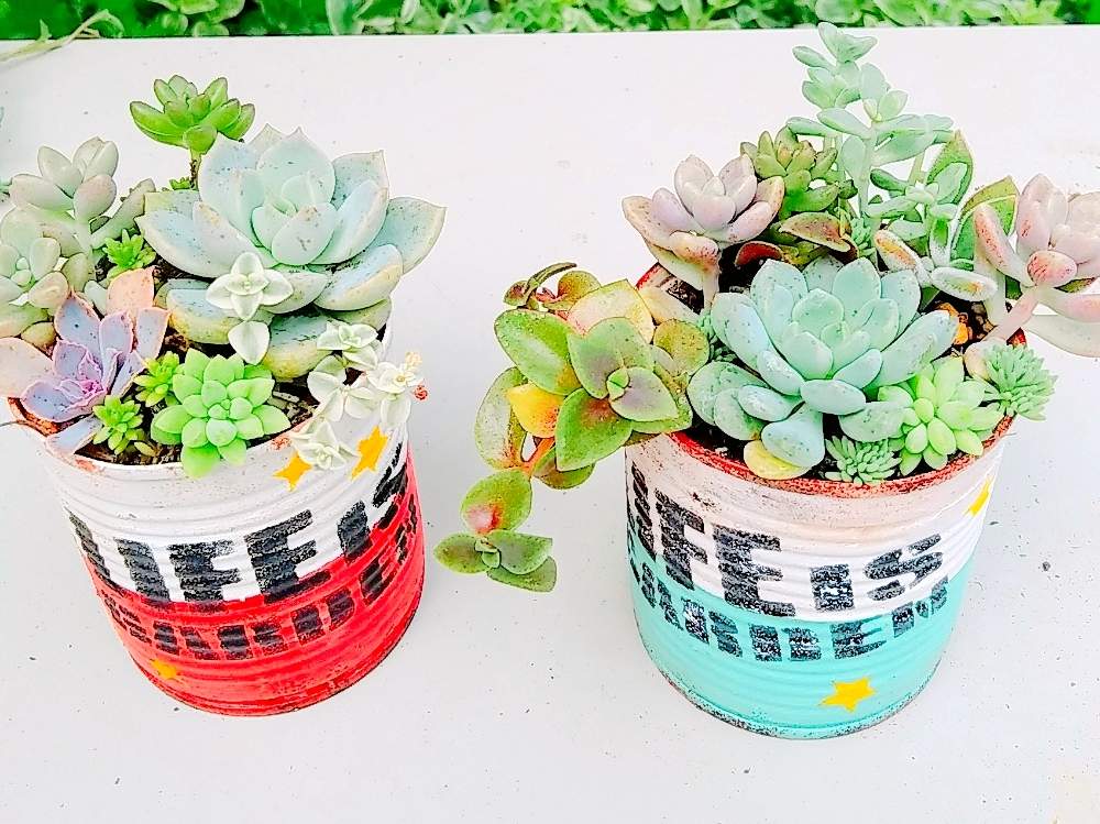 小さな庭の画像 by ちこりんさん | 小さな庭とHTCとそろそろ秋とリメ缶とネコ好きと多肉植物寄せ植えとバラと夢CLUBと多肉女子とたに倶楽部とリメ缶・リメ鉢と花のある暮らしとHTC社員とげんき!とたにおたくらぶと多肉寄せ植え