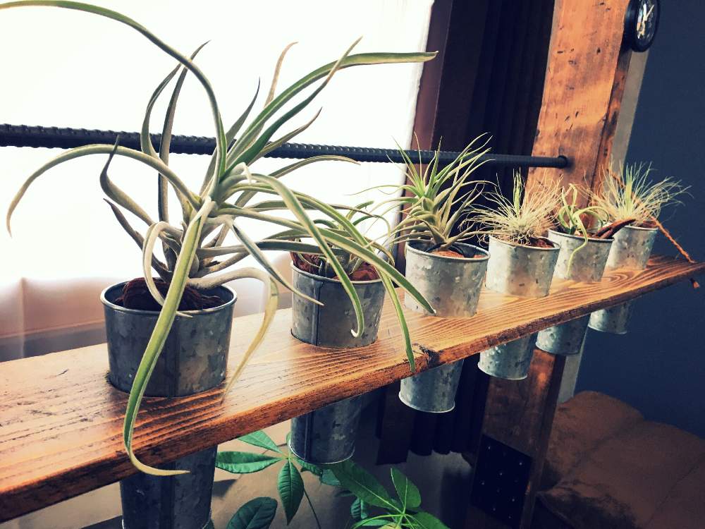 部屋の画像 by Iron and Woodさん | 部屋とチランジア アエラントスとチランジア カプトメデューサとチランジア カプトメデューサとチランジア ハリシーとチランジア フックシーとチランジア フックシーとエアプランツと観葉植物とDIYとグリーンを楽しむためのDIY