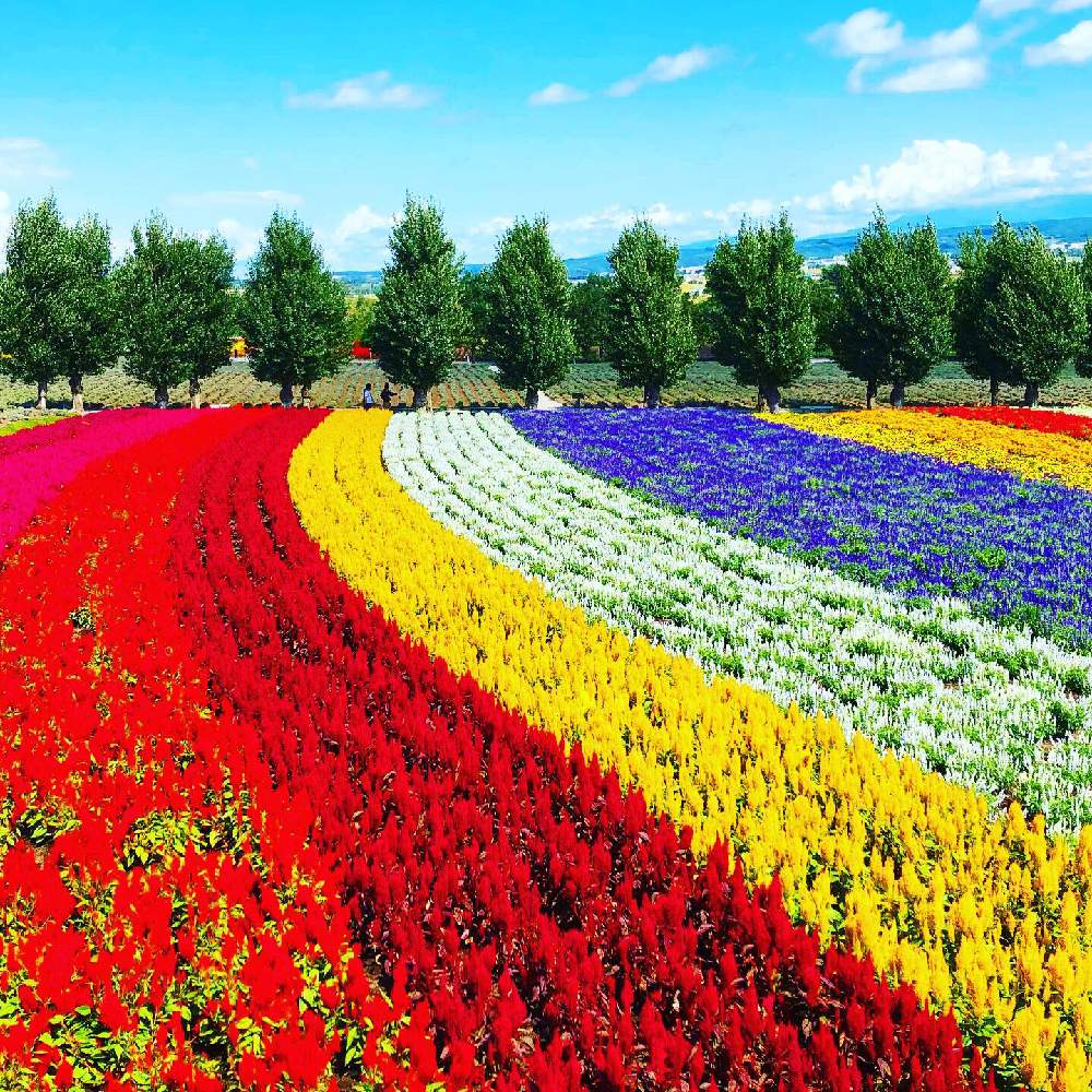 お出かけ先の画像 by rainbowさん | お出かけ先と花のある暮らしとお出かけ先にてと季節の花を楽しむと北海道旅行
