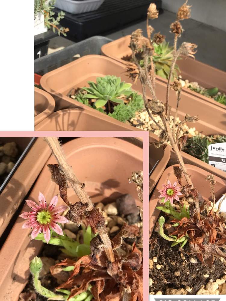 の画像 by すずきさんちさん | ベニレンゲと多肉植物と咲いた!とセンペルビウム属