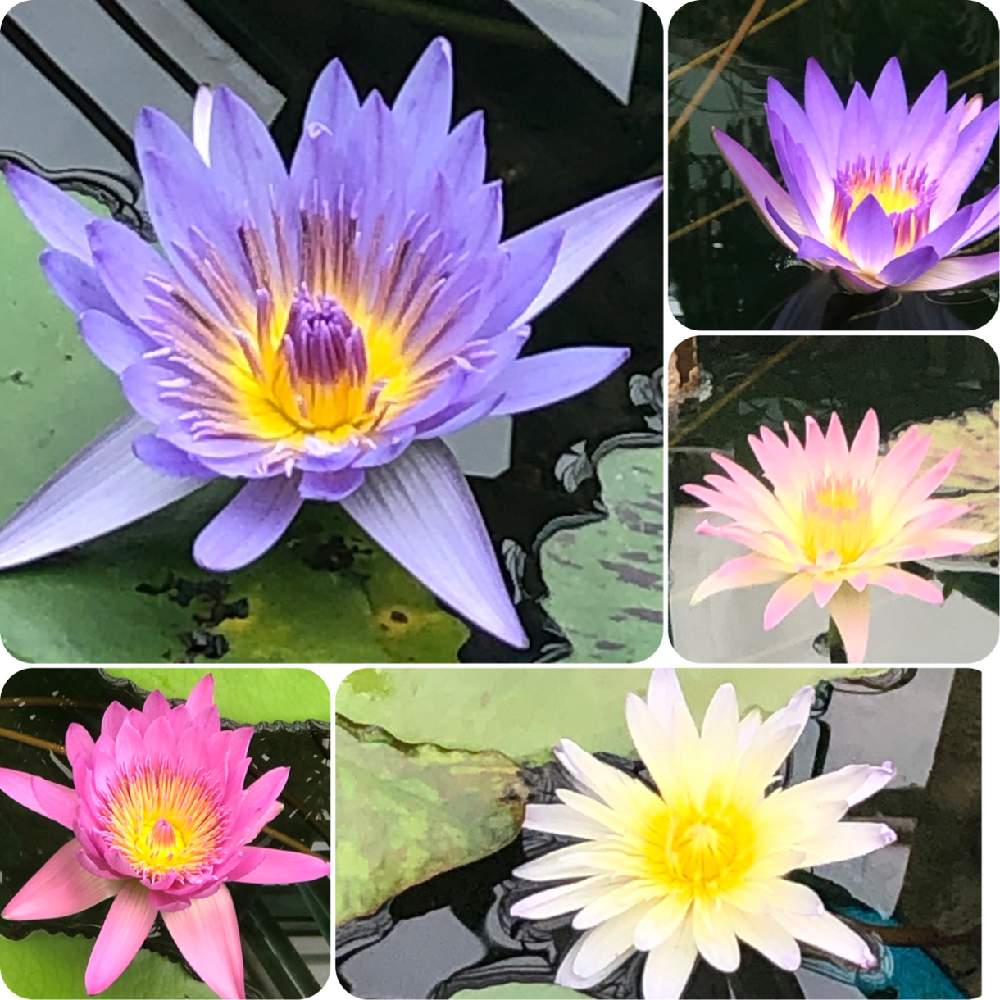 お出かけ先の画像 by ✧みか✧さん | お出かけ先と綺麗な色の花と植物園と綺麗な花と見事な咲きっぷりと大好きな花と花のある暮らしと水草フォトコンと水辺の植物