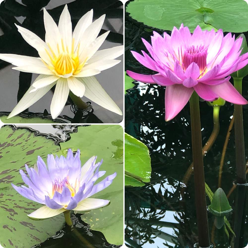 お出かけ先の画像 by ✧みか✧さん | お出かけ先と可愛い花と綺麗な色の花と植物園と綺麗な花と見事な咲きっぷりと花のある暮らしと水草フォトコンと水辺の植物