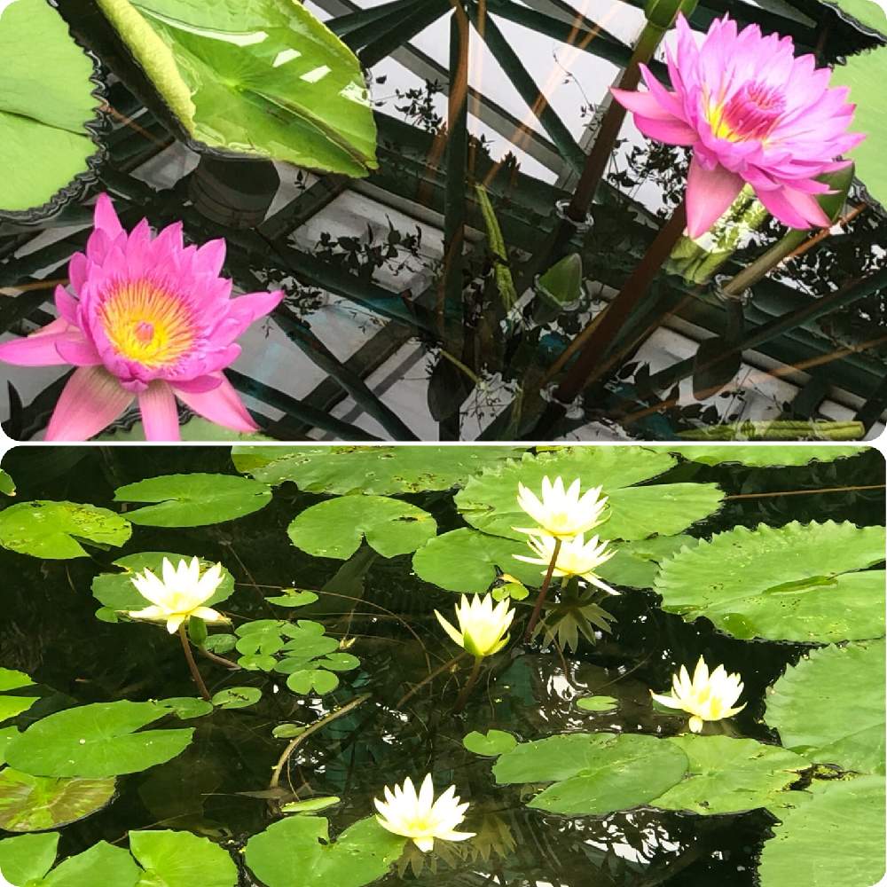 お出かけ先の画像 by ✧みか✧さん | お出かけ先と可愛い花と綺麗な色の花と植物園と綺麗な花と見事な咲きっぷりと大好きな花と花のある暮らしと水草フォトコンと水辺の植物