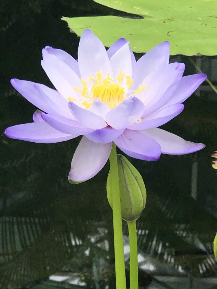 お出かけ先の画像 by ✧みか✧さん | お出かけ先と可愛い花と綺麗な色の花と植物園と綺麗な花と見事な咲きっぷりと大好きな花と花のある暮らしと水草フォトコンと水辺の植物