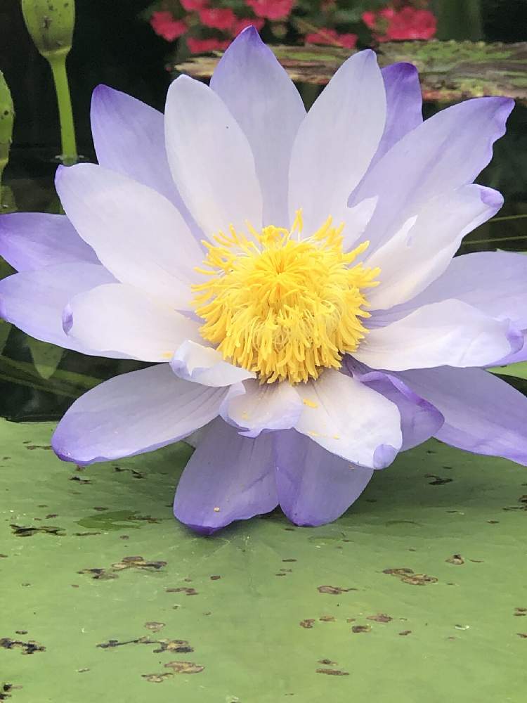 お出かけ先の画像 by ✧みか✧さん | お出かけ先と可愛い花と綺麗な色の花と植物園と綺麗な花と見事な咲きっぷりと大好きな花と花のある暮らしと水草フォトコンと水辺の植物