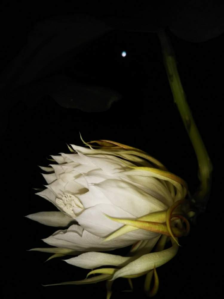 和室の画像 by Chieko☆さん | 和室と綺麗な色♡と花のある暮らしと綺麗な色と薔薇のある人生と月下美人の花