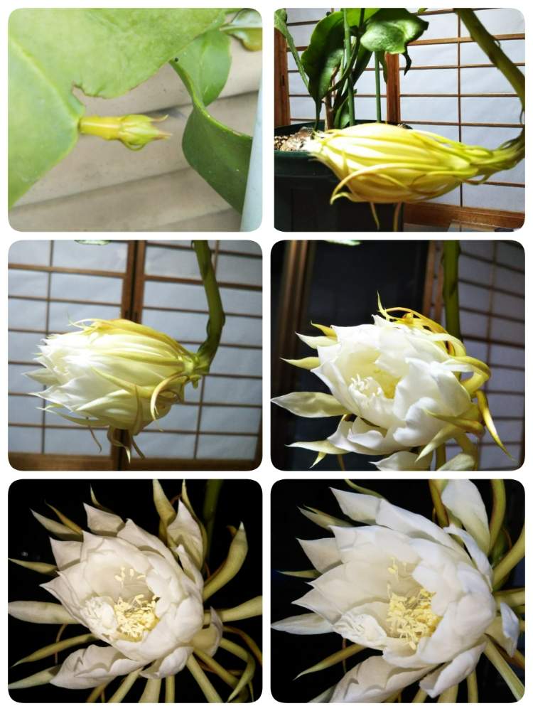 和室の画像 by Chieko☆さん | 和室と花のある暮らしと美しい♡と月下美人の花と素敵な香り