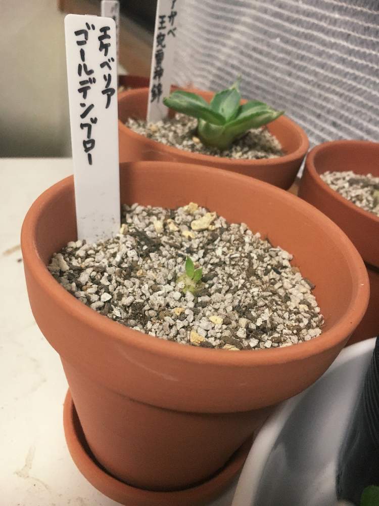 窓辺の画像 by ポラリスさん | 窓辺とゴールデングローと多肉植物とゴールデングロー☆とエケベリア属と多肉女子とタニク初心者