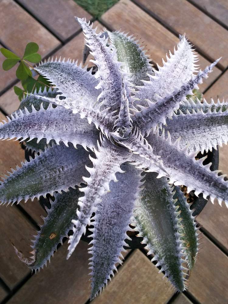 バルコニー/ベランダの画像 by こままこさん | バルコニー/ベランダとDyckia 'Heaven & Hell' x 'Hu-5'とトゲトゲとディッキアとトゲトゲくんとトゲトゲ好きとうちのディッキアとディッキア交配種とトゲトゲのある暮らしとDyckia