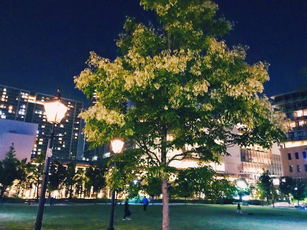 お出かけ先の画像 by あい☆さん | お出かけ先と花のある暮らしと台風一過とシマトネリコ。