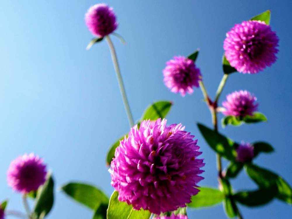壁/天井の画像 by 野ニンさん | 壁/天井と令和最初の植物と出版とGS映えと空編とGREEN UP!