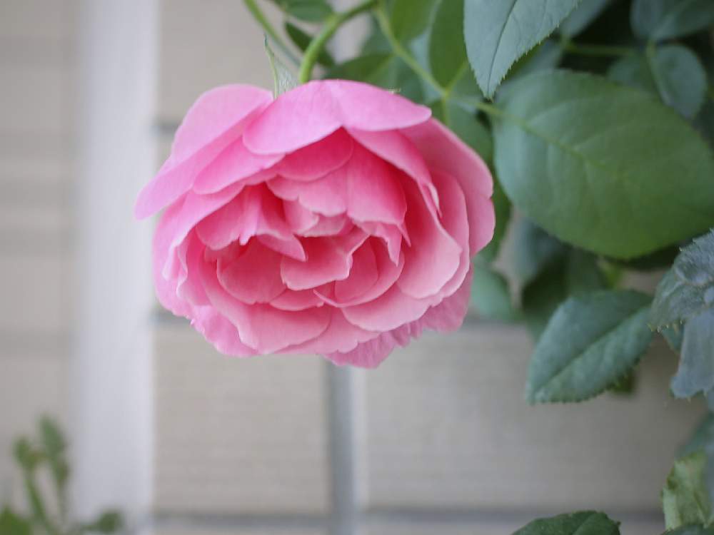 バルコニー/ベランダの画像 by miniaさん | バルコニー/ベランダとシャンテ・ロゼ・ミサトと薔薇に魅せられてとお気に入り♡とGS映えと今日の一枚と大人色といい香りと花のある暮らしと薔薇♪とかわいいな♡とバラ 四季咲きとバラ・ミニバラとバラを楽しむ