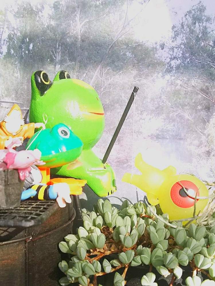 バルコニー/ベランダの画像 by アコウテさん | バルコニー/ベランダと碧魚連とベランダ多肉と植欲旺盛と植中毒とトトの日と目玉おやじと多肉初心者