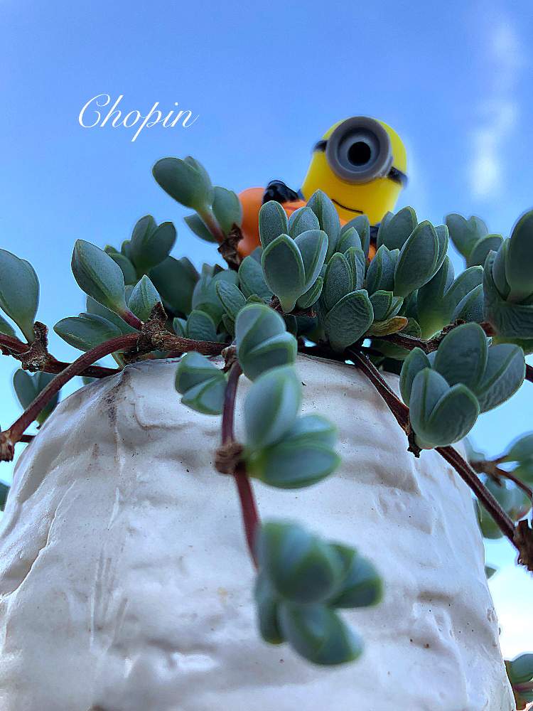 の画像 by Chopin(ショパン)さん | 碧漁連と多肉植物とUSAとおさかなと碧漁連さんとGSコラボとナチュラルスタイルとヘキギョレン☆とタニクちゃんと青空の下と青空とiPhone撮影とミニオンズとミニオンとトトの日