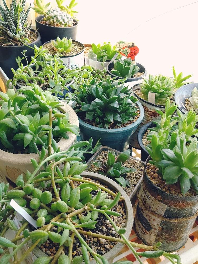 窓辺の画像 by ひーさん | 窓辺とハオルチアと多肉植物と株分けとわが家の多肉スペースとGS映えとGS日和と植中毒と今日の一枚と多肉女子とタニラーと成長記録とナチュラルスタイルと多肉寄せ植え