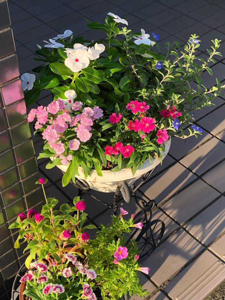 玄関の画像 by アヤアヤさん | 玄関とアメリカンブルー☆とかわいい♡と寄せ植えとニチニチソウ☆とカリブラコア♡とセンニチコウ♡とナデシコ☆と花のある暮らし