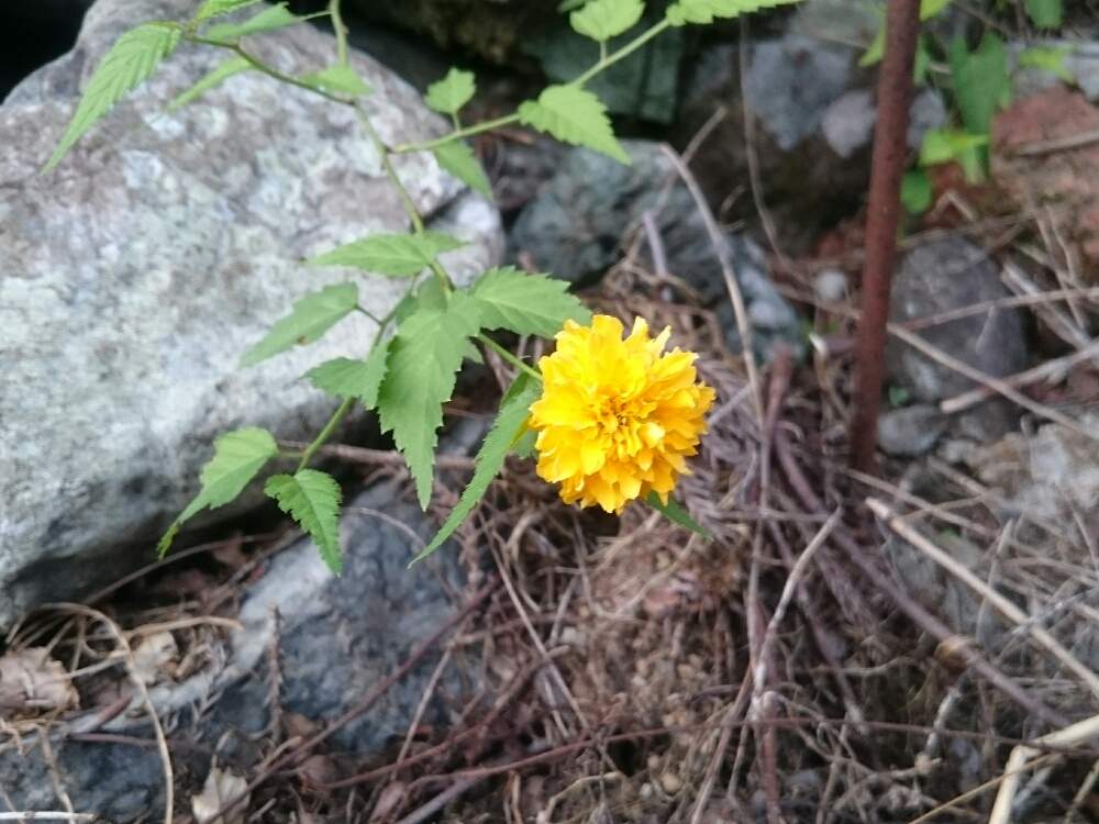 広い庭の画像 by leeさん | 広い庭とヤエヤマブキと開花中とno green no lifeと植中毒と秋色と秋らしくとほったらかしガーデンとおしとやかと荒れ地に花をときいろいお花と花のある暮らしと山の庭で