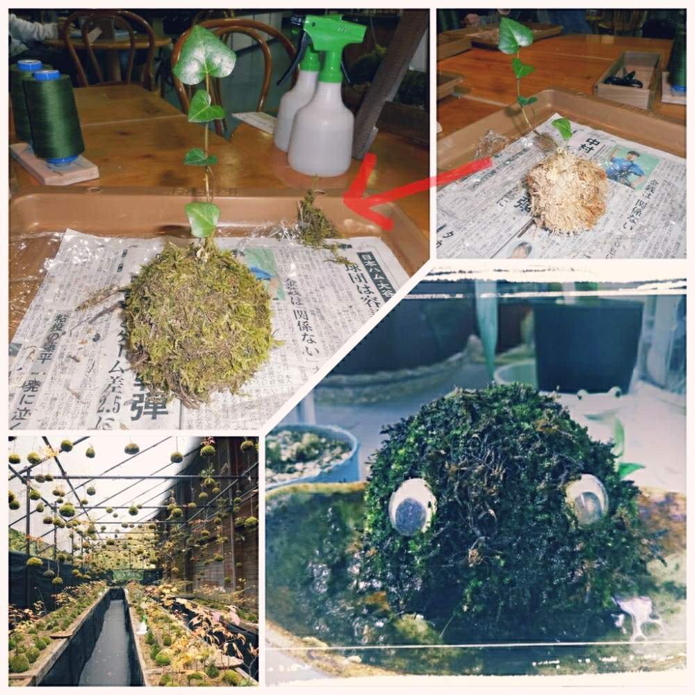 部屋の画像 by しまりすさん | 部屋と現在と1年前のできたてと観葉植物と苔 (コケ)とカエルのコポーと多肉女子と苔玉と花のある暮らしと多肉棚と苔を楽しむと奥入瀬渓流