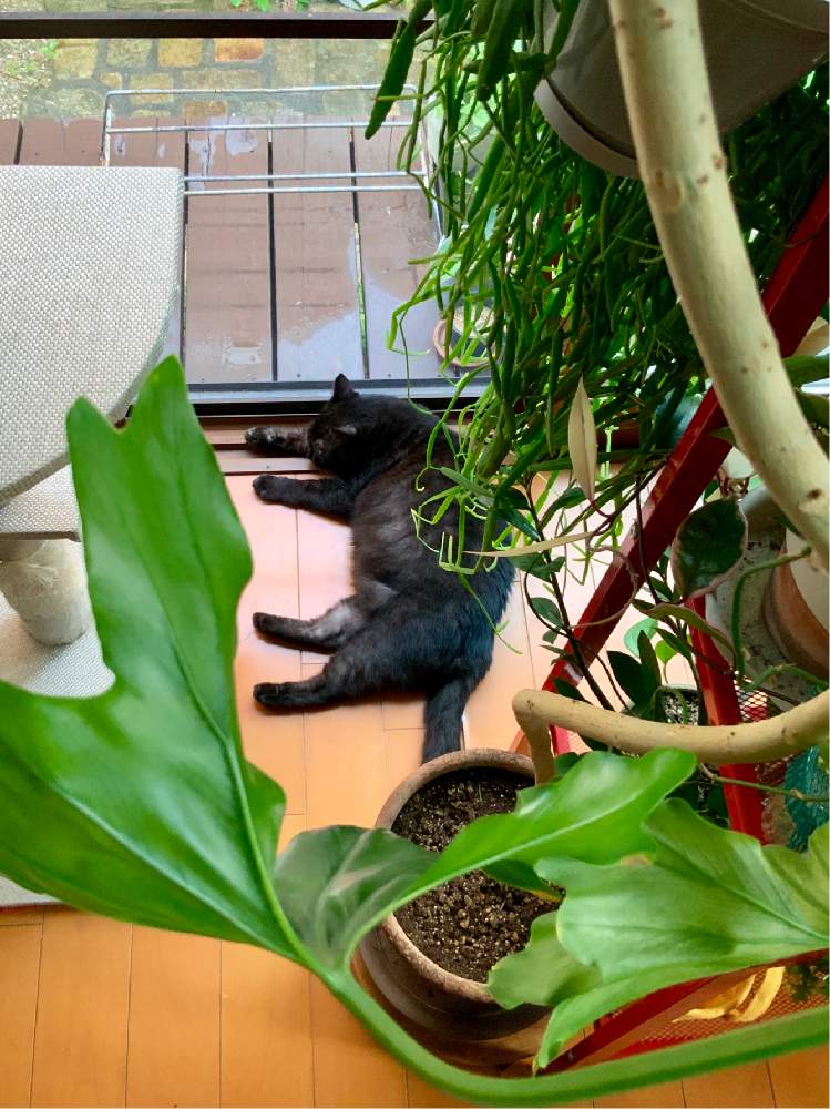 部屋の画像 by 8787さん | 部屋と観葉植物と植物のある暮らしと植中毒とネコのいる暮らし