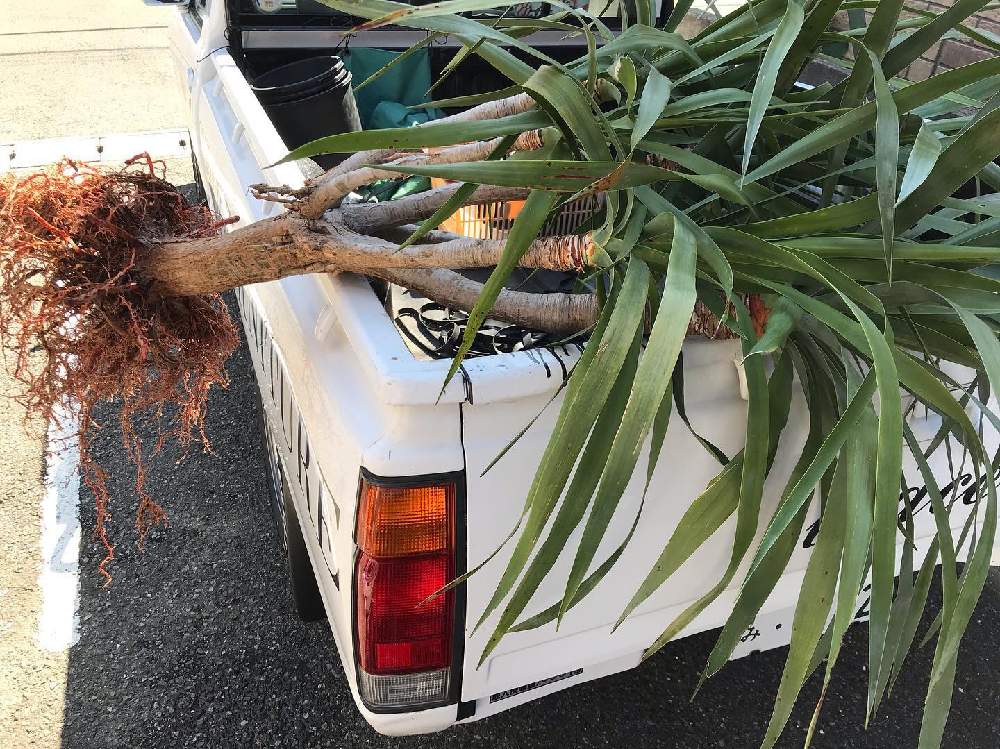 の画像 by CLUTCH FURNITUREさん | 黒プラ鉢と観葉植物と植物のある暮らしとカッコいいと男前植物とドラセナ・ドラコとグリーンのある暮らしと黒プラ鉢ある暮らしと黒プラ鉢ある生活とプラ鉢とドラセナ属と植え替えと緑のある暮らしとブラ鉢と鉢植えと観葉植物のある暮らしと植え替え完了。と神戸