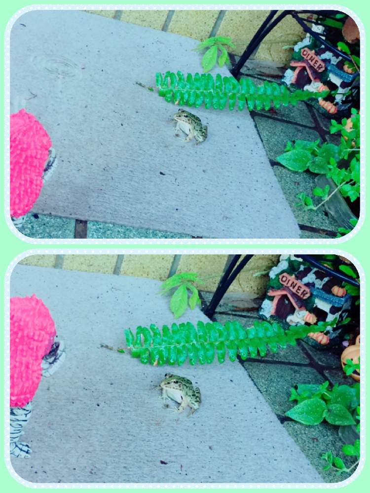 の画像 by Y._.YUKIMIRACLE-Y._.Yさん | シダ植物と普及シダを愛でる会とほぼ、毎日ピグモンだモン♬とトノサマガエルSsizeと殿のおな〜りぃ〜〜!