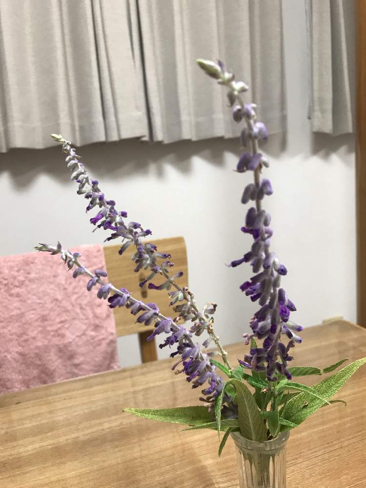 部屋の画像 by かぁಠ_ಠさん | 部屋とアメジストセージと開花と紫色の花とハーブとガーデニングと花のある暮らし
