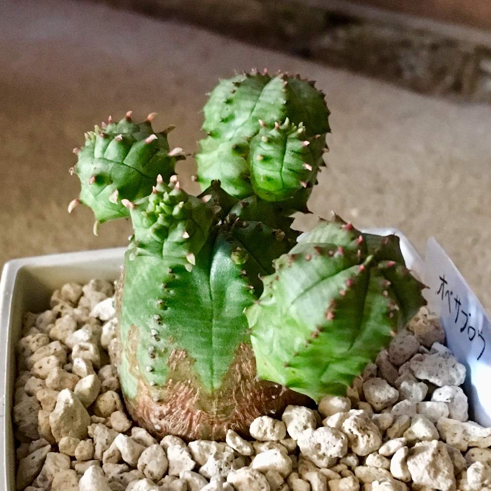 の画像 by 多肉植物専門店 RuPo“ルポ”さん | オベサ一族と購入可能とインスタやってますとルポさんとRUPOとRuPoさんと和歌山とデビーさんとペペロミア極小種コルメラとInstagramとオベサブロウ観察記録とうちのデレンオリバーとユーフォルビア・オベサブロウと多肉 桜吹雪とルポとプラスチックスマートと ユーフォルビア オペサブロウ