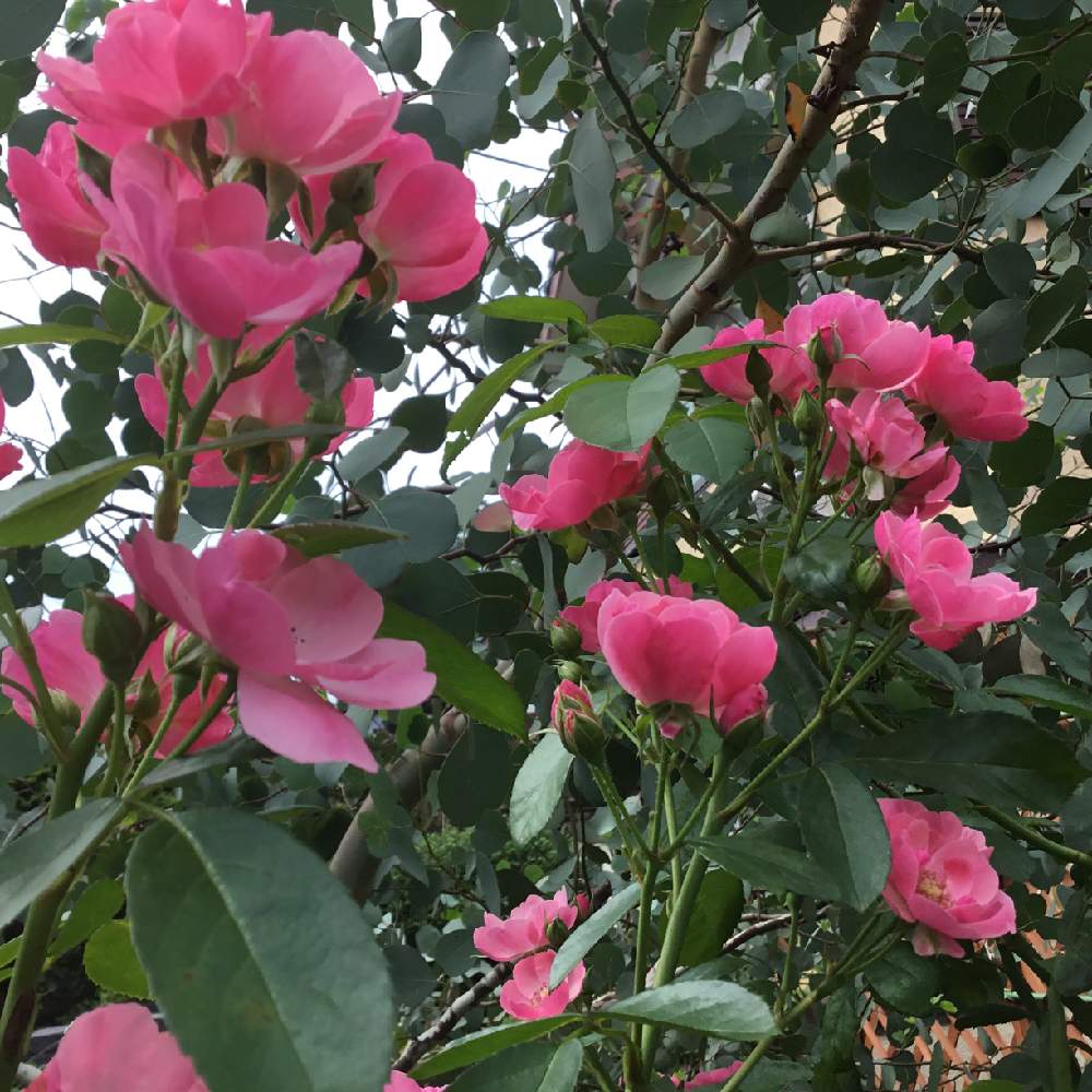 小さな庭の画像 by ちょこさん | 小さな庭とつるバラ アンジェラと庭の植物と庭の花木と花のある暮らしとバラ・ミニバラとかわいい花と地植え