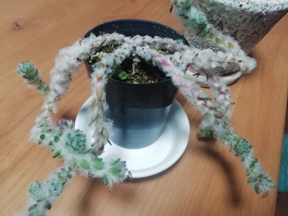 部屋の画像 by mikity.comさん | 部屋と観葉植物と休日とワクワクと癒しと窓際緑化とno green no lifeと植中毒とジャングル化計画と観葉植物がスキと新入りさんといやされるとポーチュラカ☆