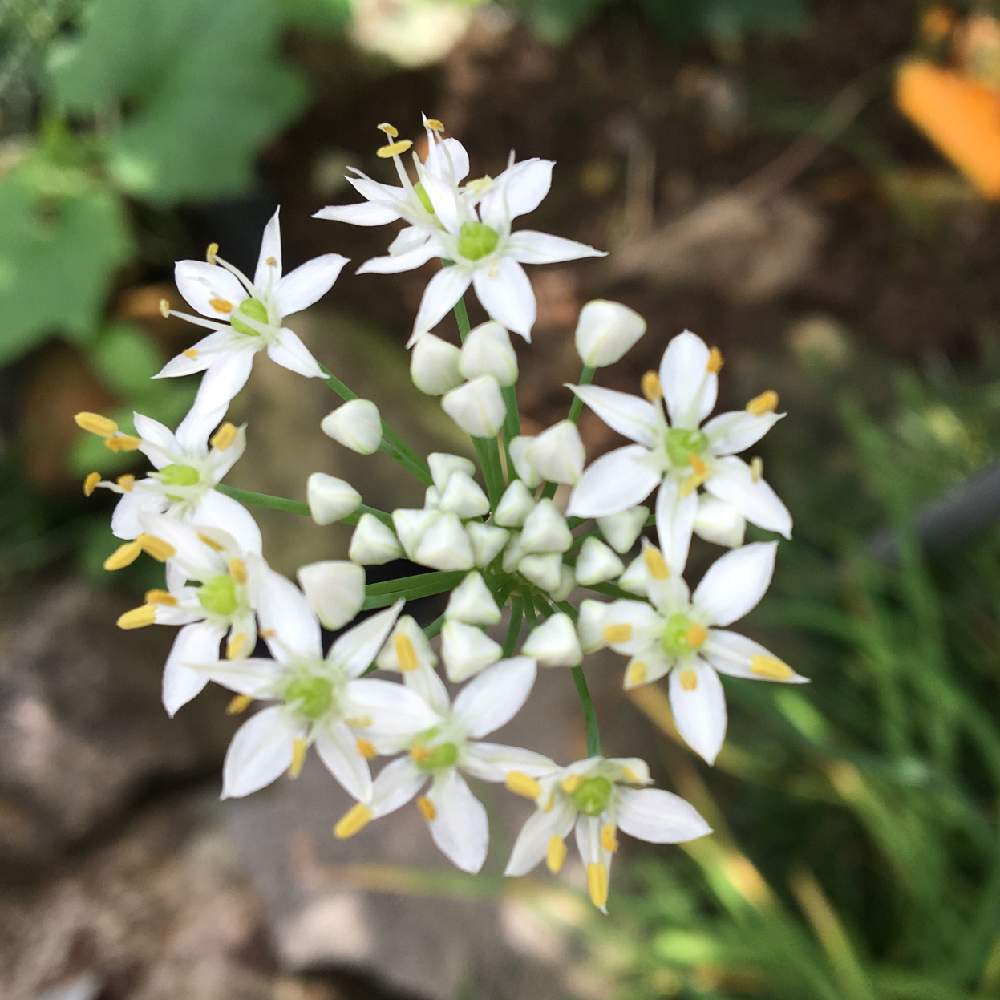 お出かけ先の画像 by ミッキーさん | お出かけ先とニラの花と花まっぷと小さな白いお花と今日の一枚とニラの花♡と花のある暮らしと白い花とかわいいな♡と癒しのひと時