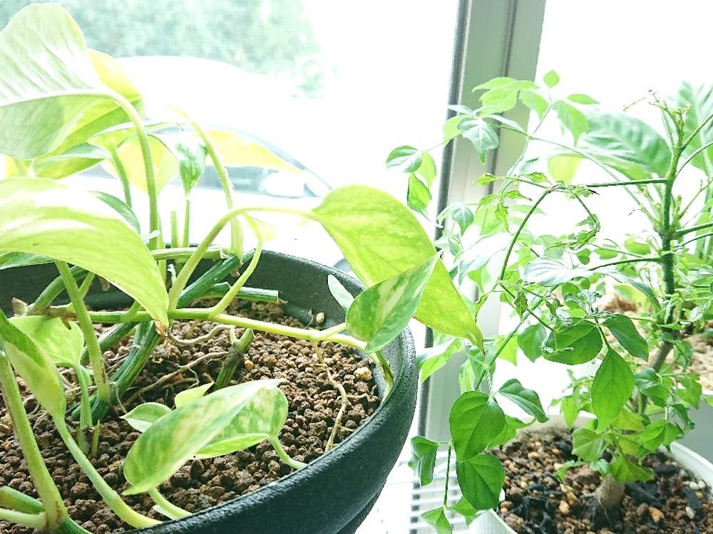 窓辺の画像 by 92さん | 窓辺と千葉県と植物中毒患者と植物がモデルと植物と植中毒とよろこびと完全に植中毒と美しい