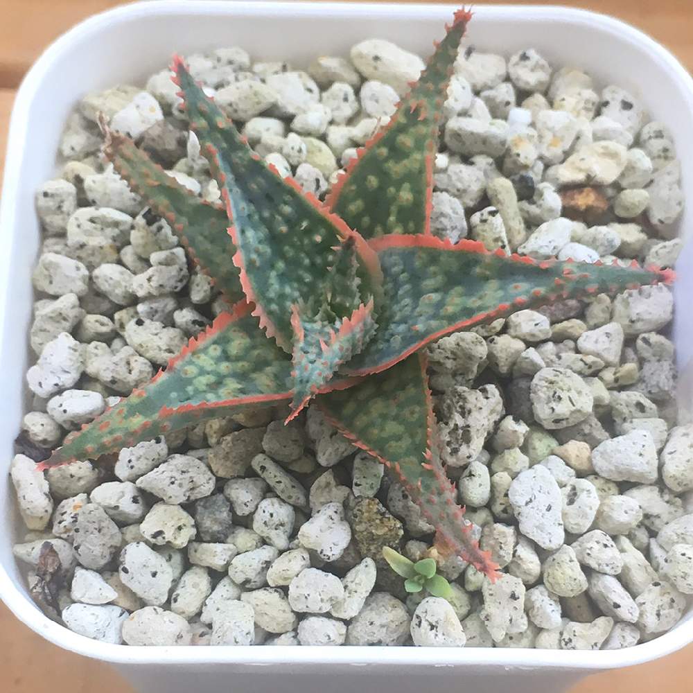 バルコニー/ベランダの画像 by angeloさん | バルコニー/ベランダと多肉植物とアロエ科とangelo succulentとたにくとアロエ・ドニーと多肉夏と多肉屋とインスタグラム angeloと相談と初心多肉植物とGreenSnapmarcheと多肉狩りと多肉植物くじと多肉冬とangeloとsucculent