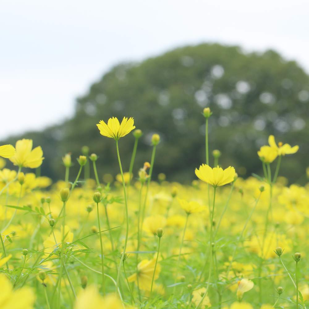 お出かけ先の画像 by おはぎさん | お出かけ先と昭和記念公園と花のある空間とコスモス畑と癒しとおさんぽと花のある生活とコスモス レモンブライトと癒され風景と花のある暮らしとかわいいな♡とやっぱり花が好き♡
