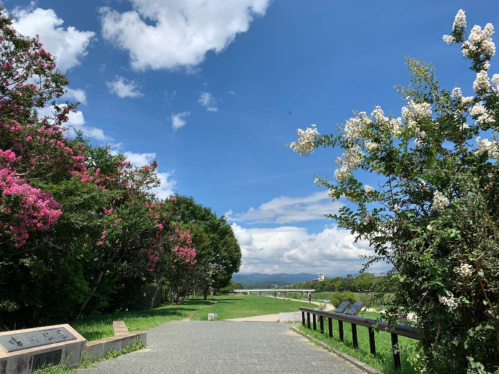 お出かけ先の画像 by *hirorin*さん | お出かけ先とサルスベリとサルスベリと鴨川と京都観光と夏空と京都鴨川♪と百日紅 -サルスベリ-と京都と川のある風景とサルスベリの花とそうだ京都、行こう
