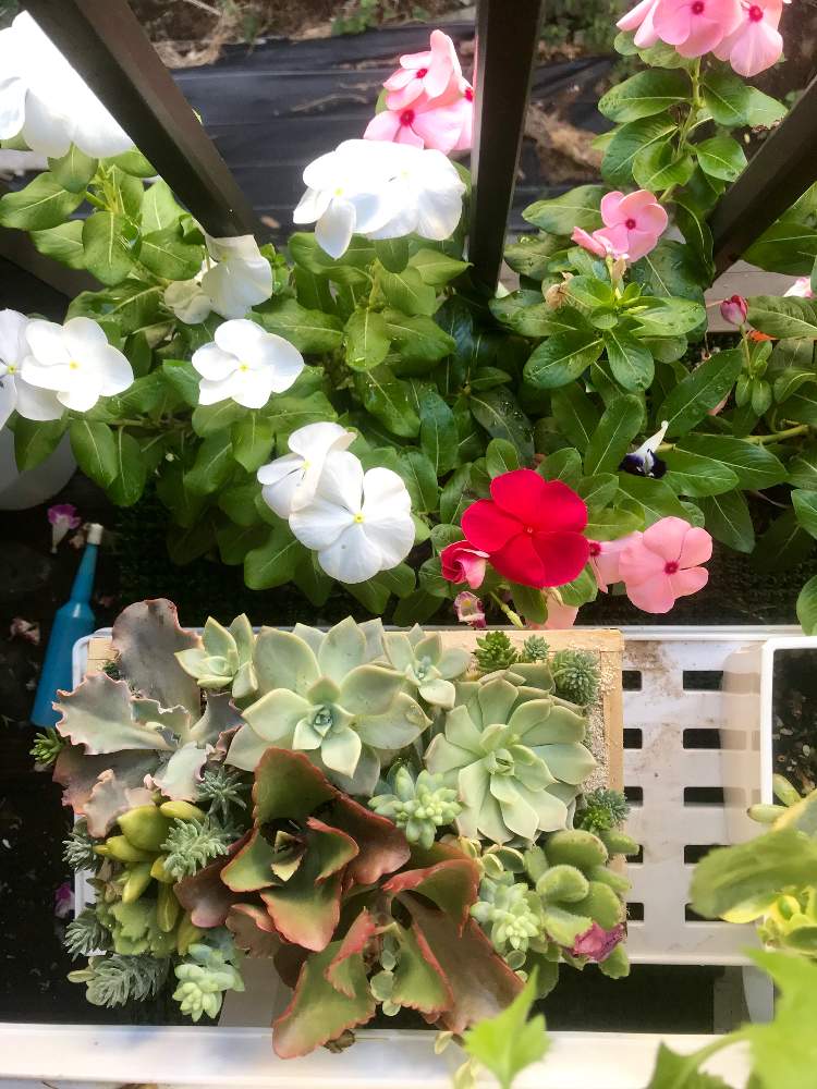 バルコニー/ベランダの画像 by マ〜ボ〜さん | バルコニー/ベランダと寄せ植えと多肉植物と花のある暮らしとニチニチソウが好き