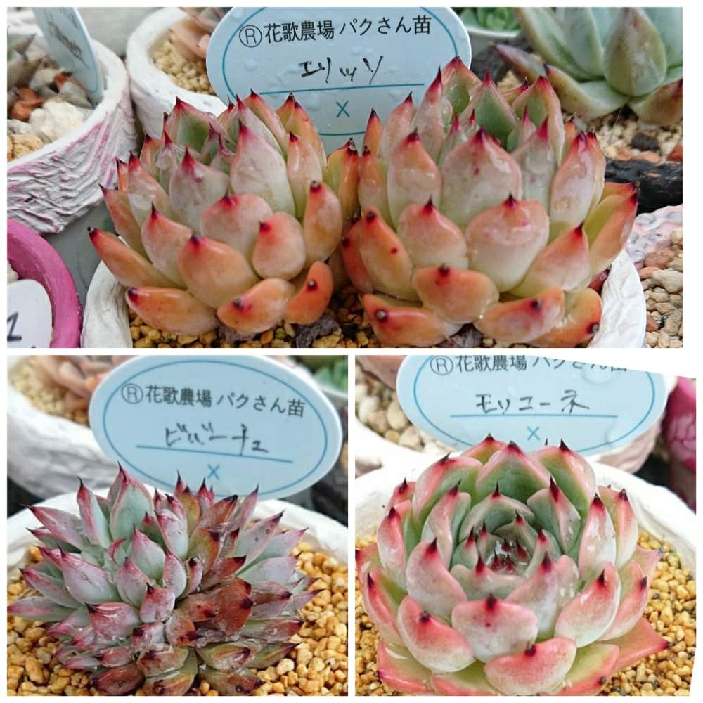 の画像 by かなっちさん | 多肉植物と多肉大好きと北海道多肉とパクさん苗と多肉繋がりと北海道
