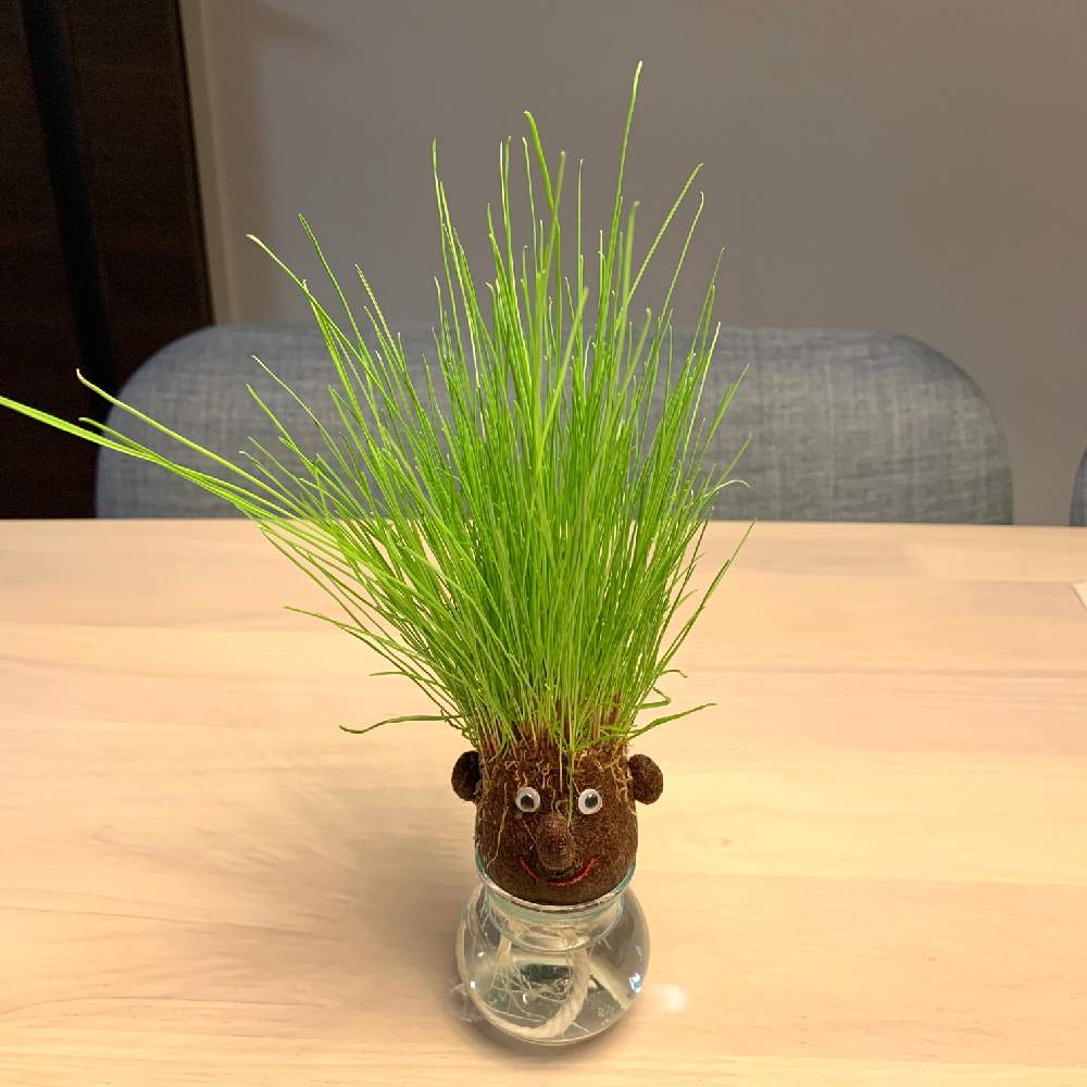 の画像 by monchiさん | 多肉植物と観葉植物とハオルチア属とGREEN UP!