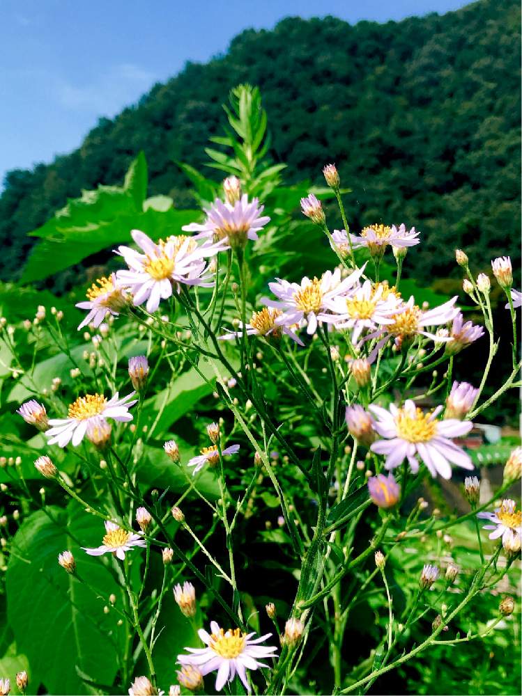 の画像 by YU★さん | カントウヨメナと花のある暮らしと映えるお花たちとおさんぽ中と関東嫁菜