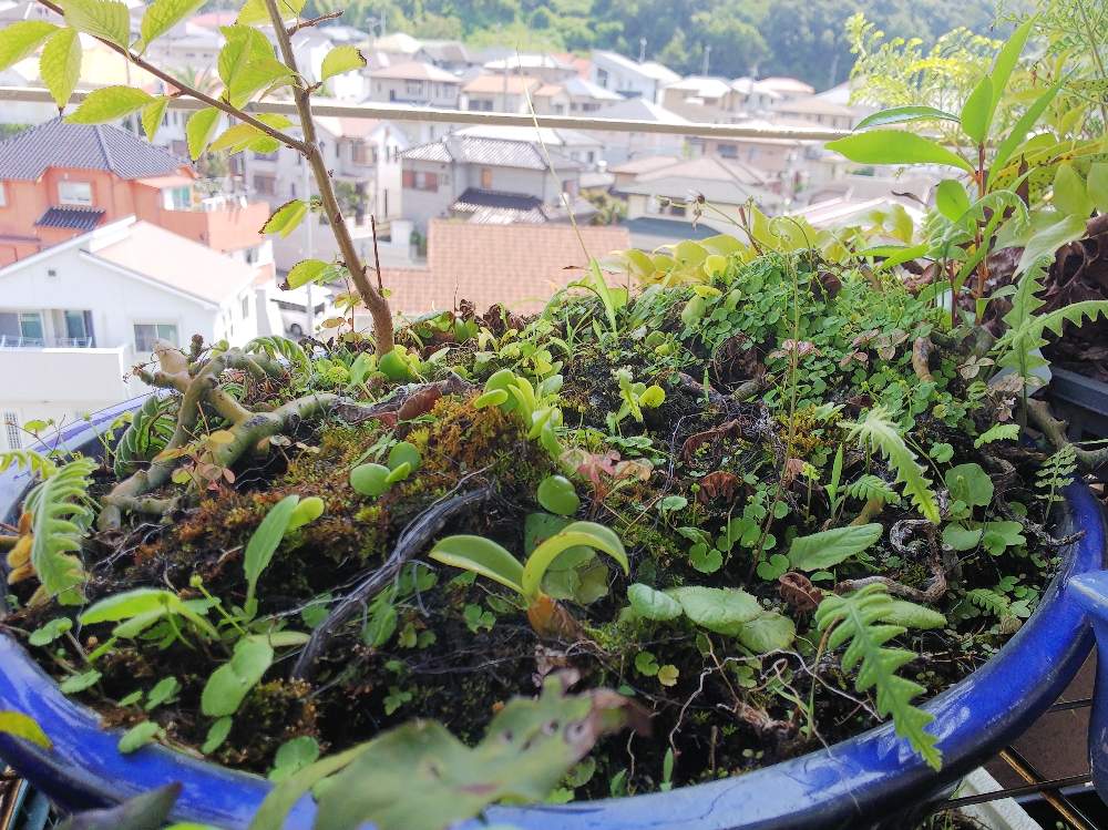 テラスの画像 by ましゅさん | テラスと着生植物と屋外管理と苔 (コケ)と着生とかわった植物とウラボシ科としだれ桜*とシダの仲間とシダのある暮らしとシダ愛好会とワイルド固体とビザールプランツとマメズタの仲間