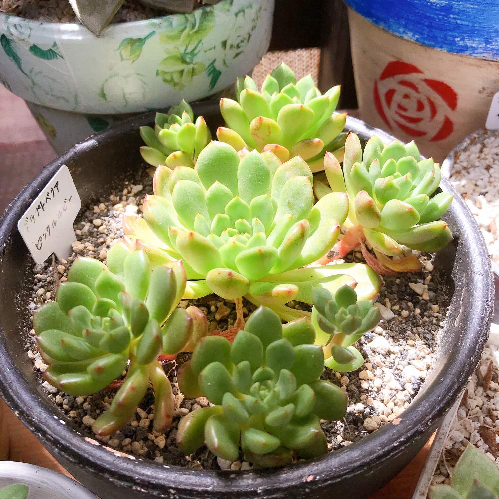 小さな庭の画像 by Rueさん | 小さな庭とピンクルルビーと多肉植物と多肉のある暮らしと緑のある暮らしと多肉女子と花のある暮らしとぷりぷりと色がキレイとかわいいな♡