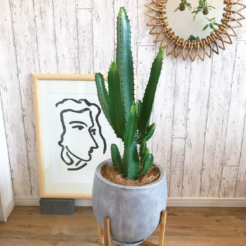 部屋の画像 by シマネコさん | 部屋とユーフォルビアダイウンカクと観葉植物と植物のある暮らしとグリーンインテリアとサボテン*"と 大雲閣とユーホルビア属とgreen green greenとGREEN UPと 柱サボテン とダイウンカクとインテリアグリーン