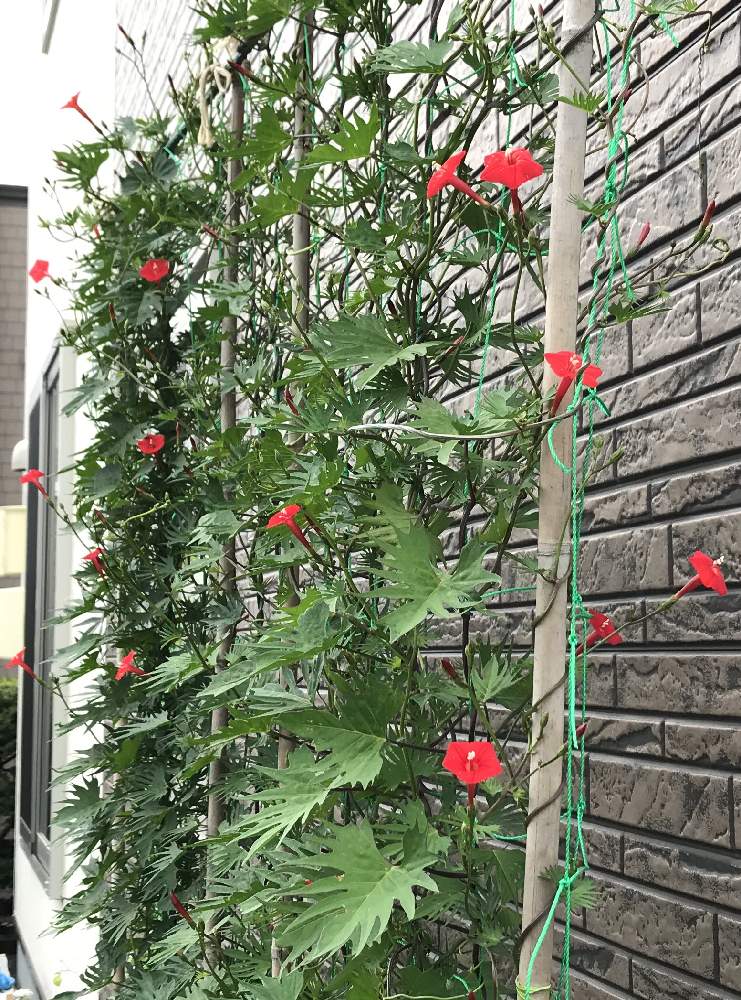 エクステリアの画像 by のえるママさん | エクステリアとるこうあさがおとあかいはなとin札幌と嬉しい❤️と可愛い〜♡と花のある暮らしとかわいいな♡とiPhone撮影