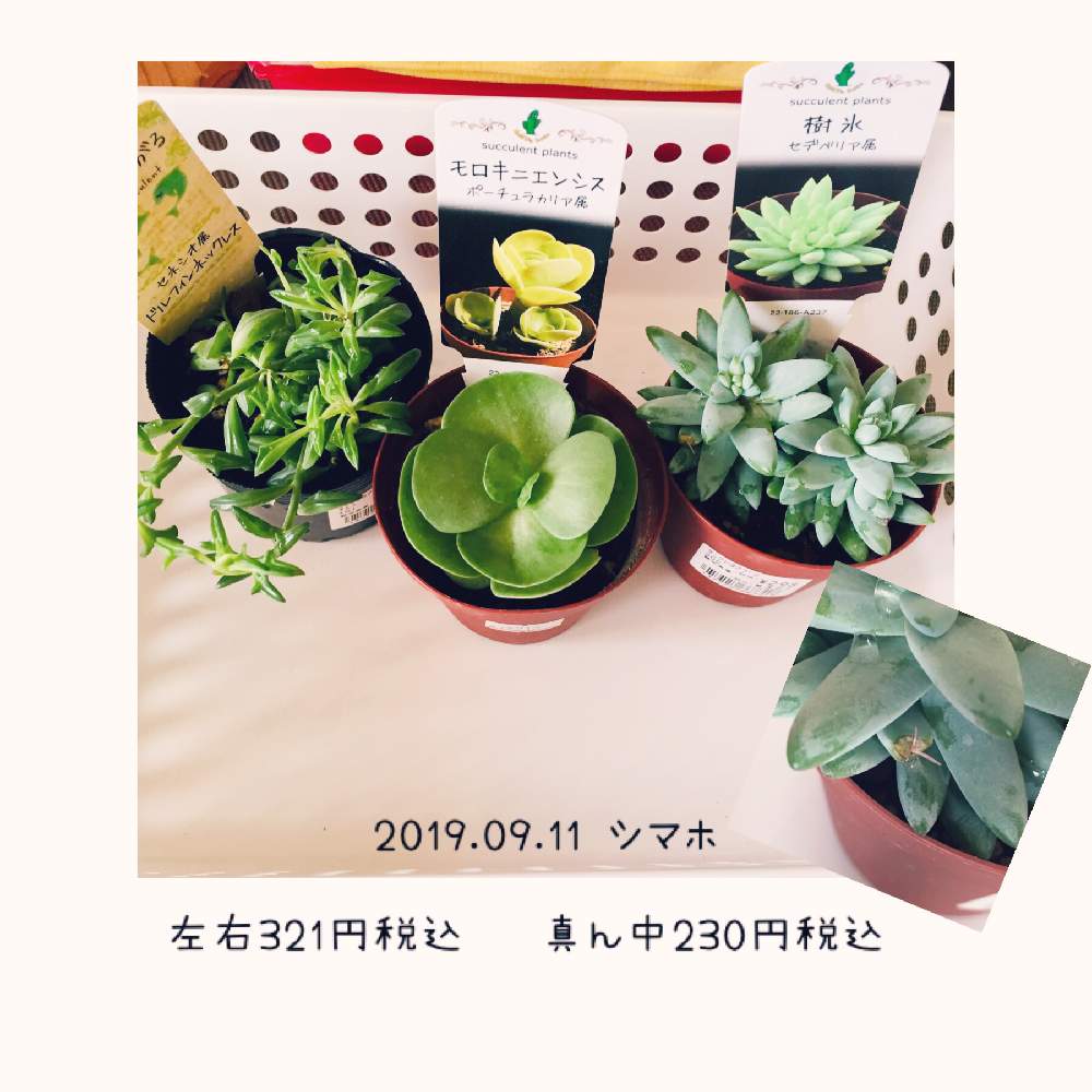 お出かけ先の画像 by ごほうび♪さん | お出かけ先と樹氷とモロキニエンシスとドルフィンネックレスと多肉植物とみどりのある暮らしとシマホと ̄ー ̄)ニヤリとまじまじ観察と多肉女子と多肉の魅力