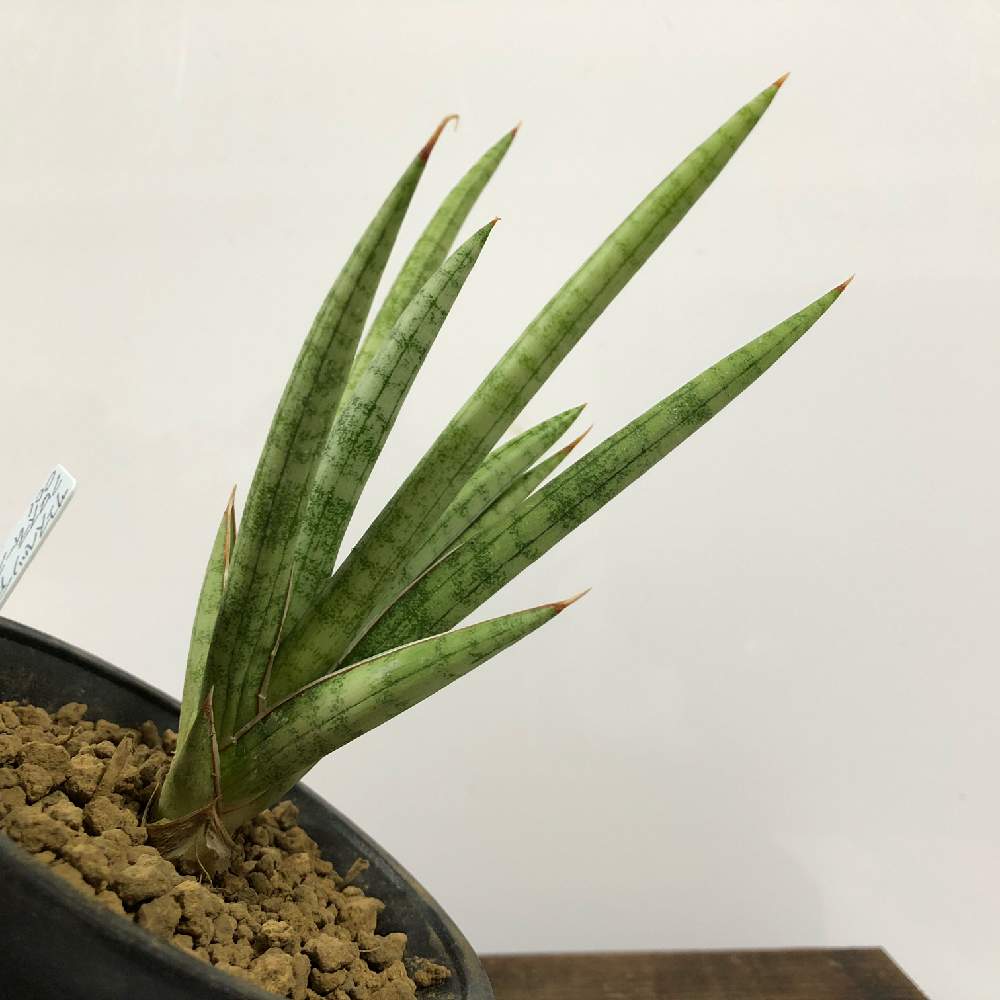 インテリアの画像 by hgp_botanicalさん | インテリアとサンセべリアとサンスベリアとサフルティコサとサンスベリア サフルティコサと多肉植物と観葉植物とサンセベリア属とサンスベリア属と観葉植物のある暮らしと珍奇植物とインテリアグリーン